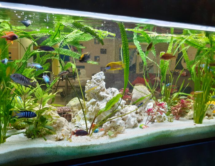 Aquarium neugestaltet – wir sagen Danke!
