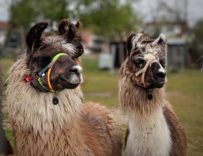 Mit Lamas in der Pfalz unterwegs