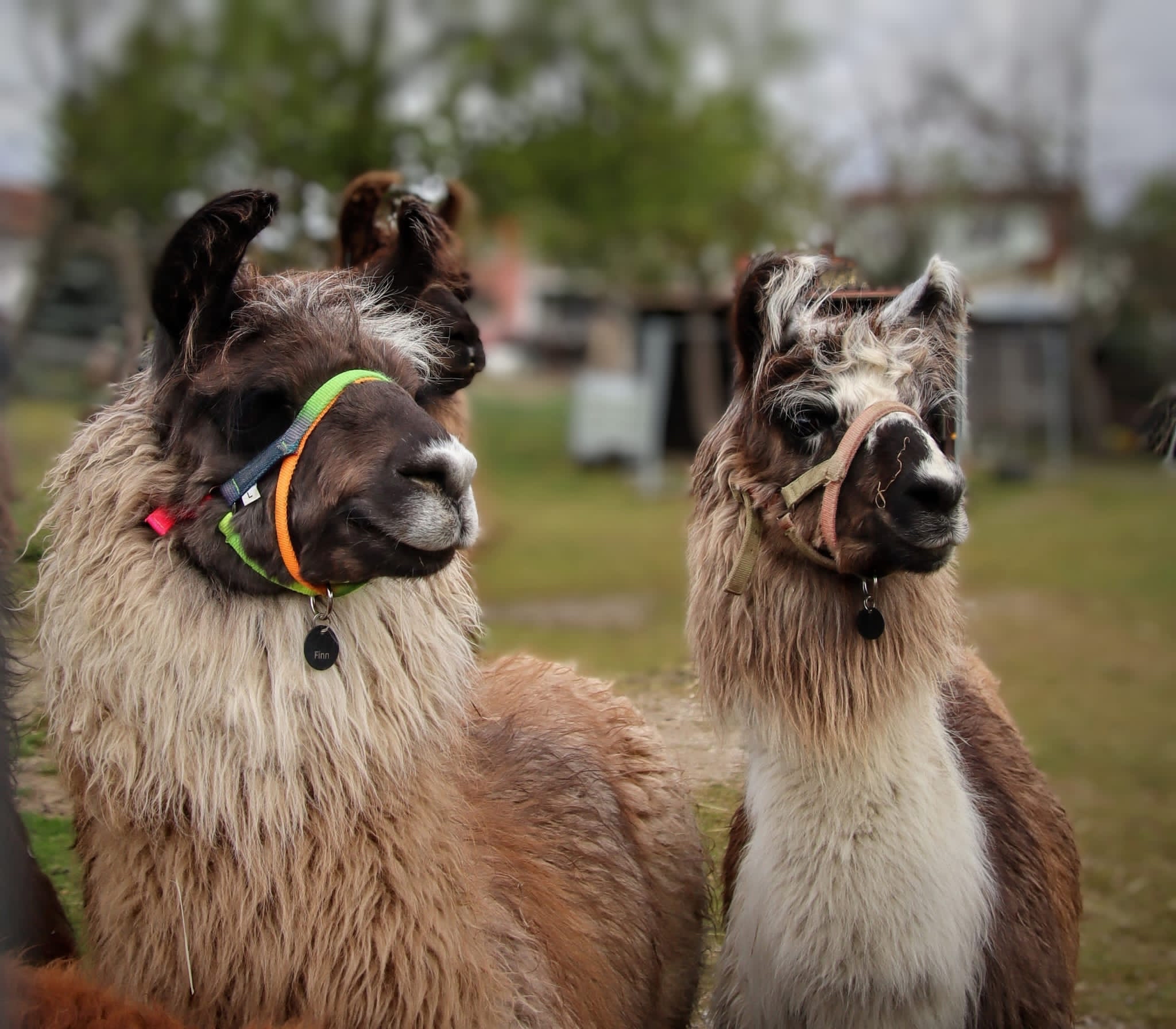Mit Lamas in der Pfalz unterwegs