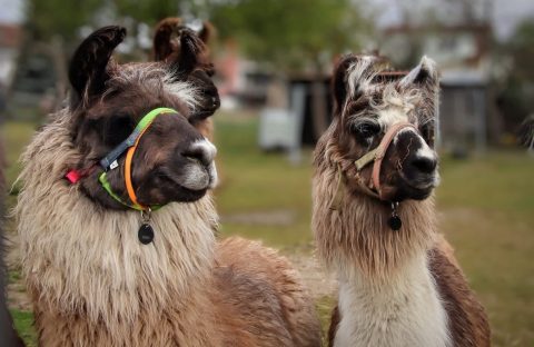 Mit Lamas in der Pfalz unterwegs